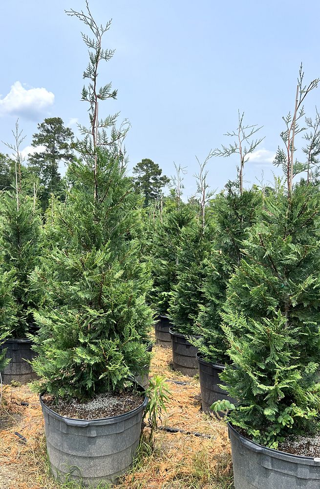 cupressocyparis-leylandii-leyland-cypress-hesperotropsis-leylandii-callitropsis-x-leylandii