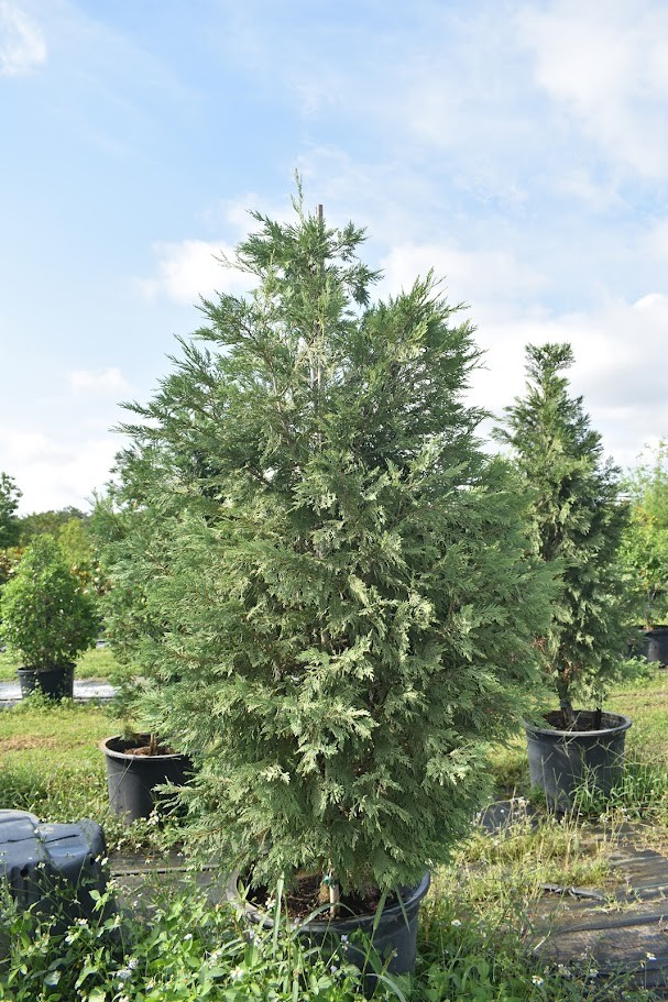 cupressocyparis-leylandii-leyland-cypress-hesperotropsis-leylandii-callitropsis-x-leylandii