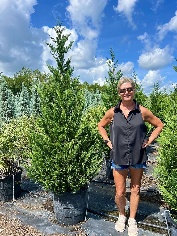 cupressocyparis-leylandii-leyland-cypress-hesperotropsis-leylandii-callitropsis-x-leylandii