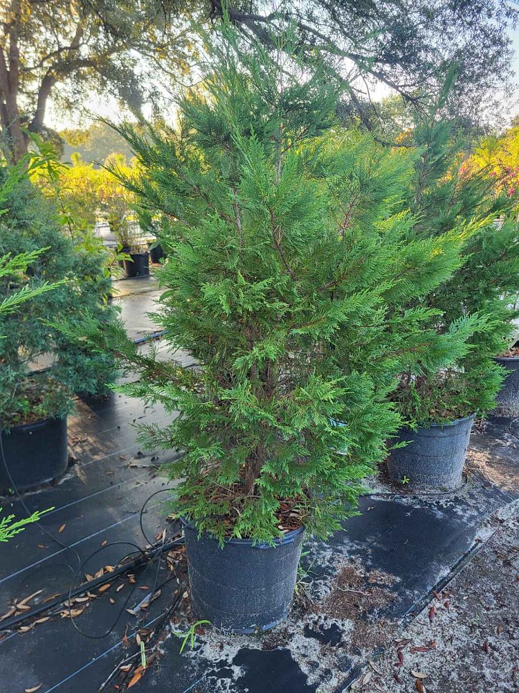 cupressocyparis-leylandii-leyland-cypress-hesperotropsis-leylandii-callitropsis-x-leylandii