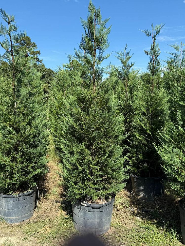 cupressocyparis-leylandii-leyland-cypress-hesperotropsis-leylandii-callitropsis-x-leylandii