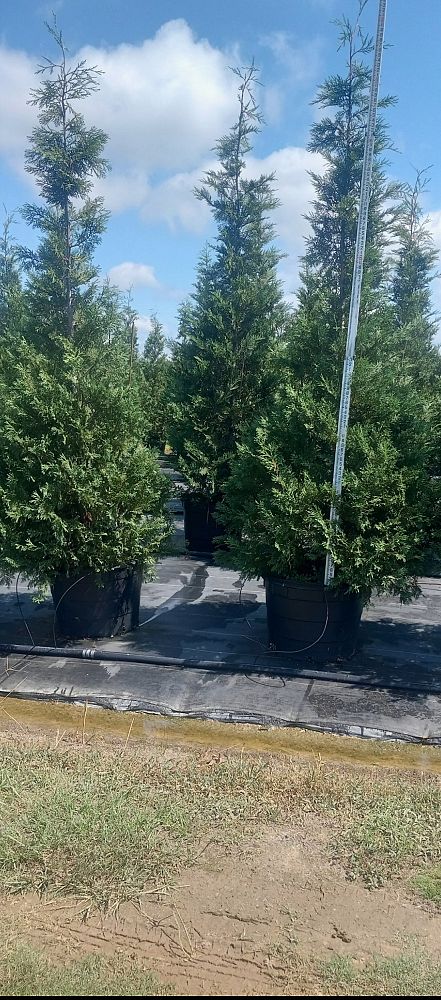 cupressocyparis-leylandii-leyland-cypress-hesperotropsis-leylandii-callitropsis-x-leylandii