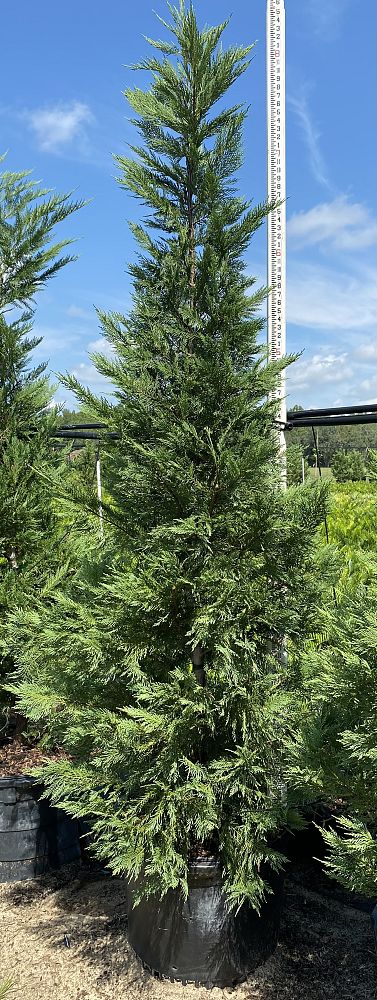 cupressocyparis-leylandii-leyland-cypress-hesperotropsis-leylandii-callitropsis-x-leylandii