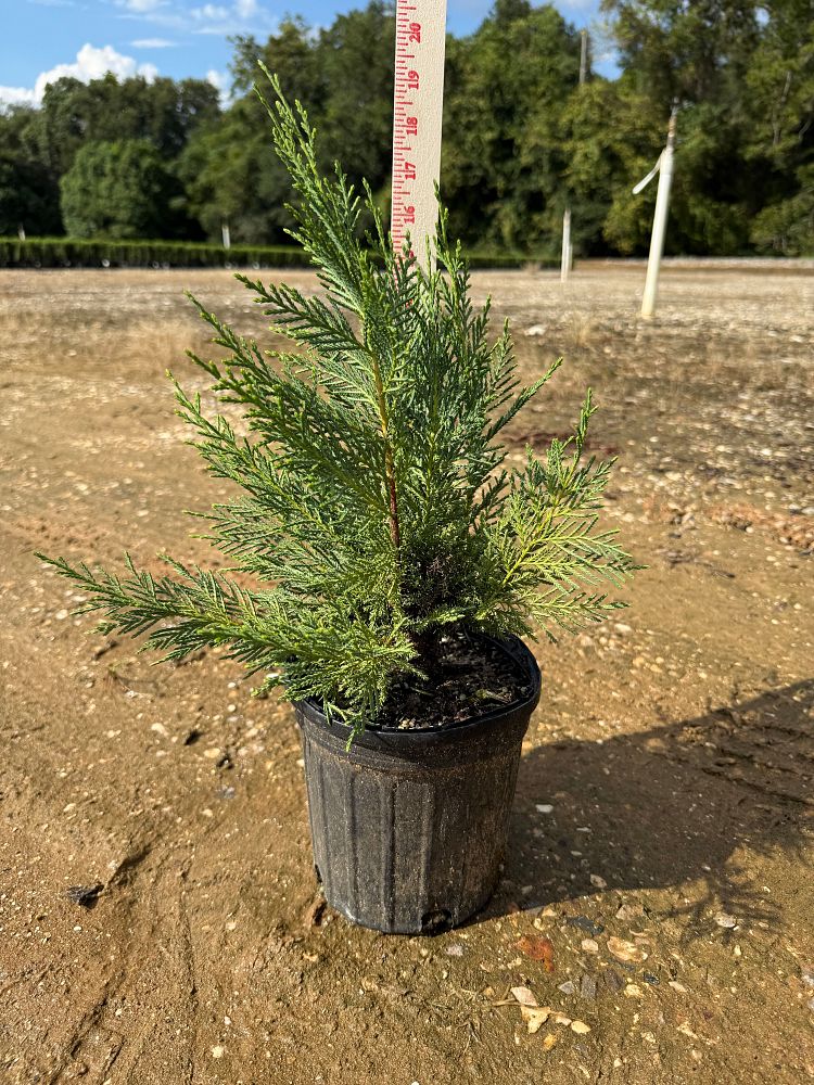 cupressocyparis-leylandii-leyland-cypress-hesperotropsis-leylandii-callitropsis-x-leylandii