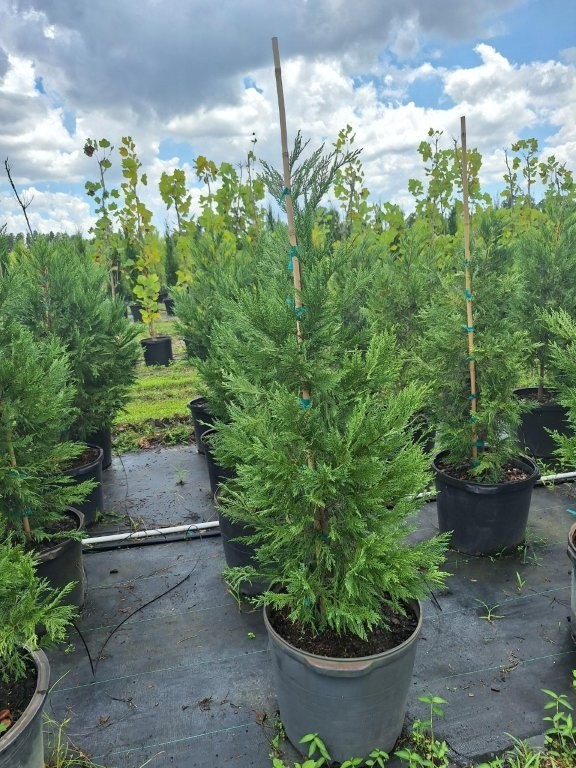 cupressocyparis-leylandii-leyland-cypress-hesperotropsis-leylandii-callitropsis-x-leylandii