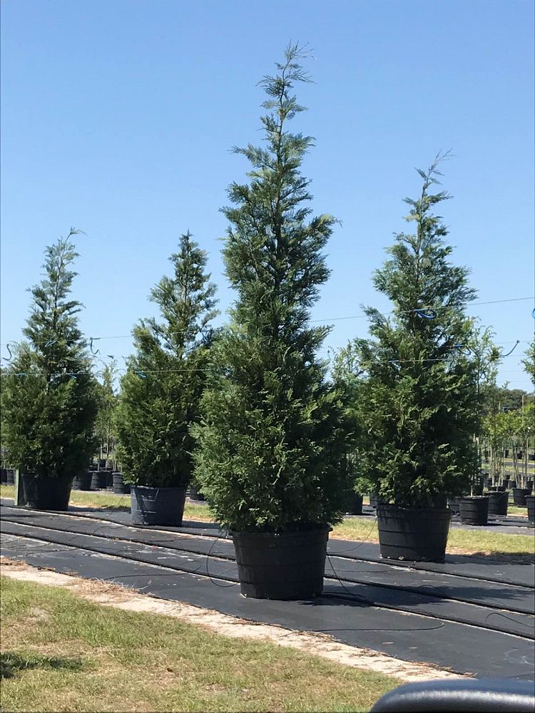 Sumter Gardens Tree Nursery