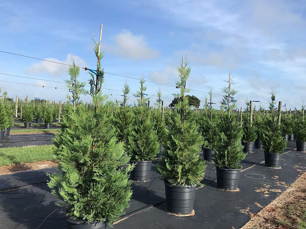 Sumter Gardens Tree Nursery