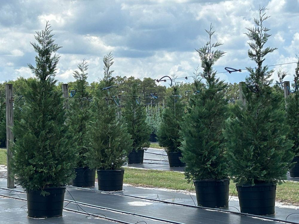 cupressocyparis-leylandii-madeline-leyland-cypress-hesperotropsis-leylandii-callitropsis-x-leylandii
