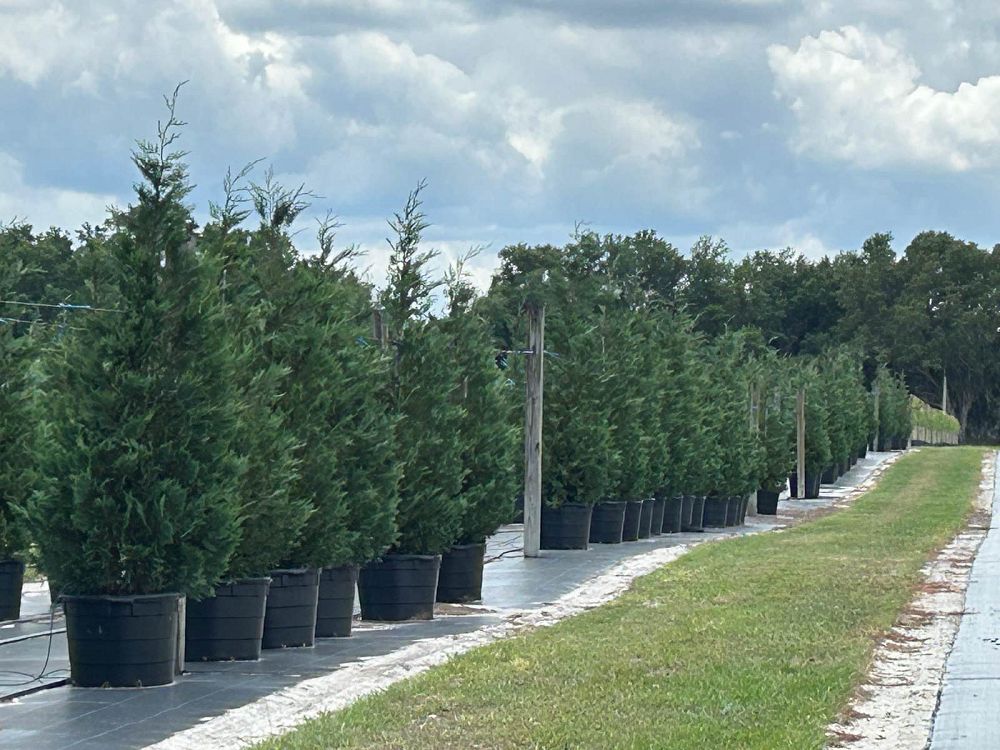 cupressocyparis-leylandii-madeline-leyland-cypress-hesperotropsis-leylandii-callitropsis-x-leylandii