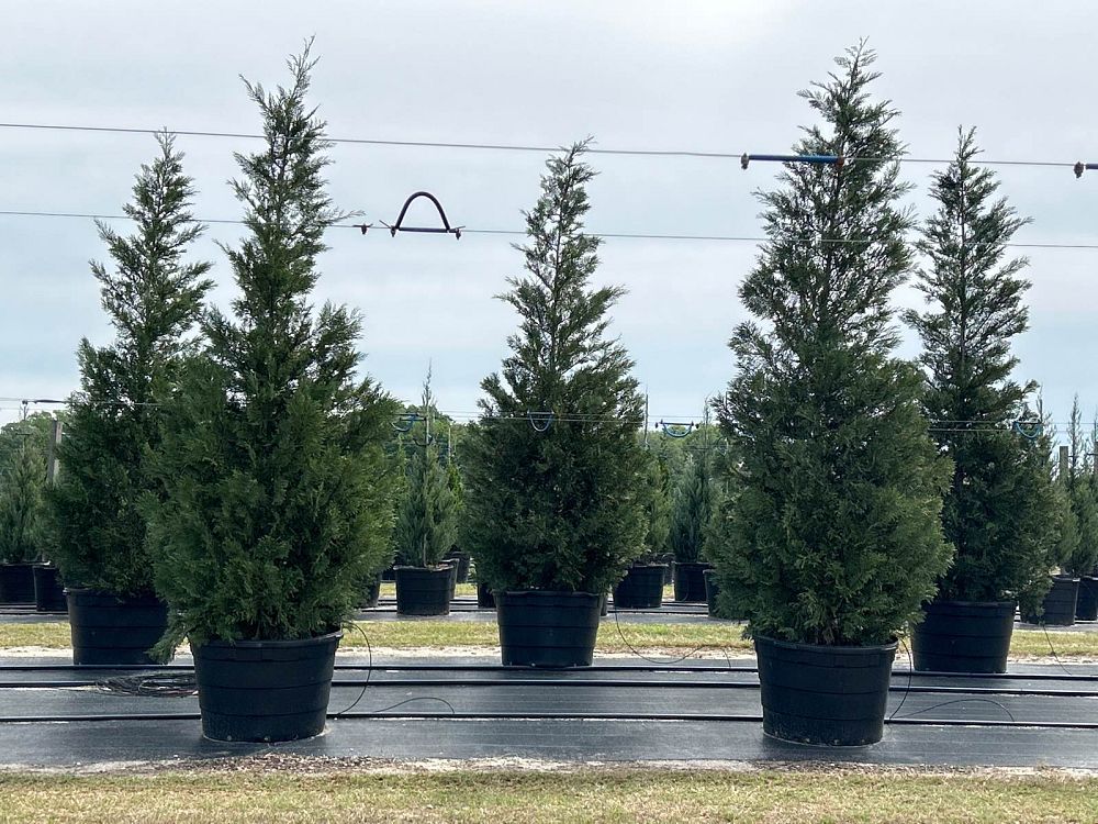 cupressocyparis-leylandii-madeline-leyland-cypress-hesperotropsis-leylandii-callitropsis-x-leylandii
