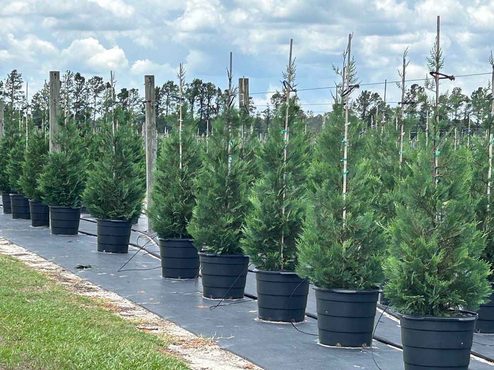 cupressocyparis-leylandii-madeline-leyland-cypress-hesperotropsis-leylandii-callitropsis-x-leylandii