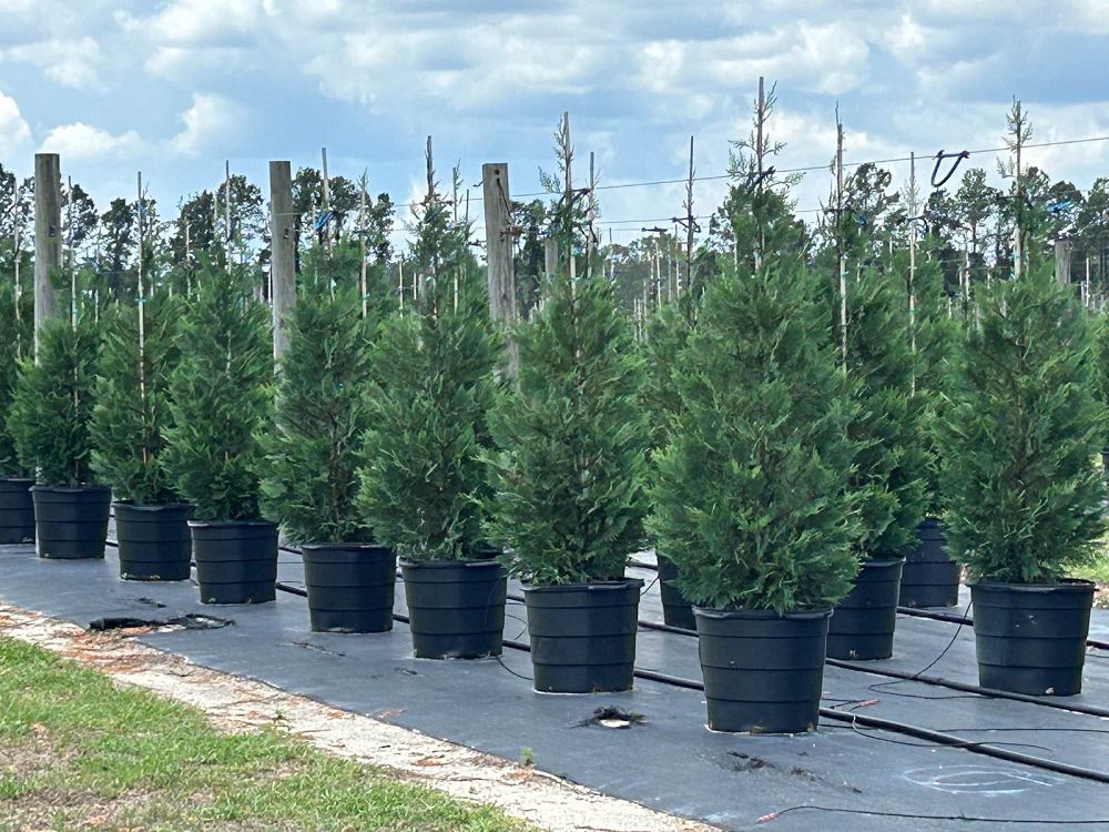 cupressocyparis-leylandii-madeline-leyland-cypress-hesperotropsis-leylandii-callitropsis-x-leylandii
