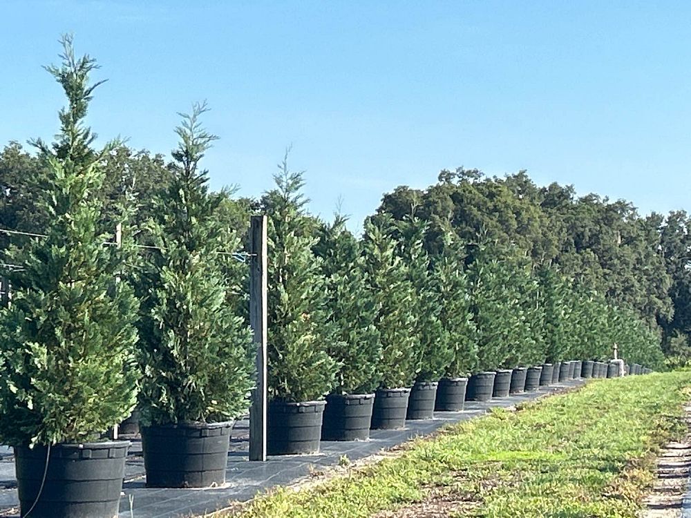 cupressocyparis-leylandii-madeline-leyland-cypress-hesperotropsis-leylandii-callitropsis-x-leylandii