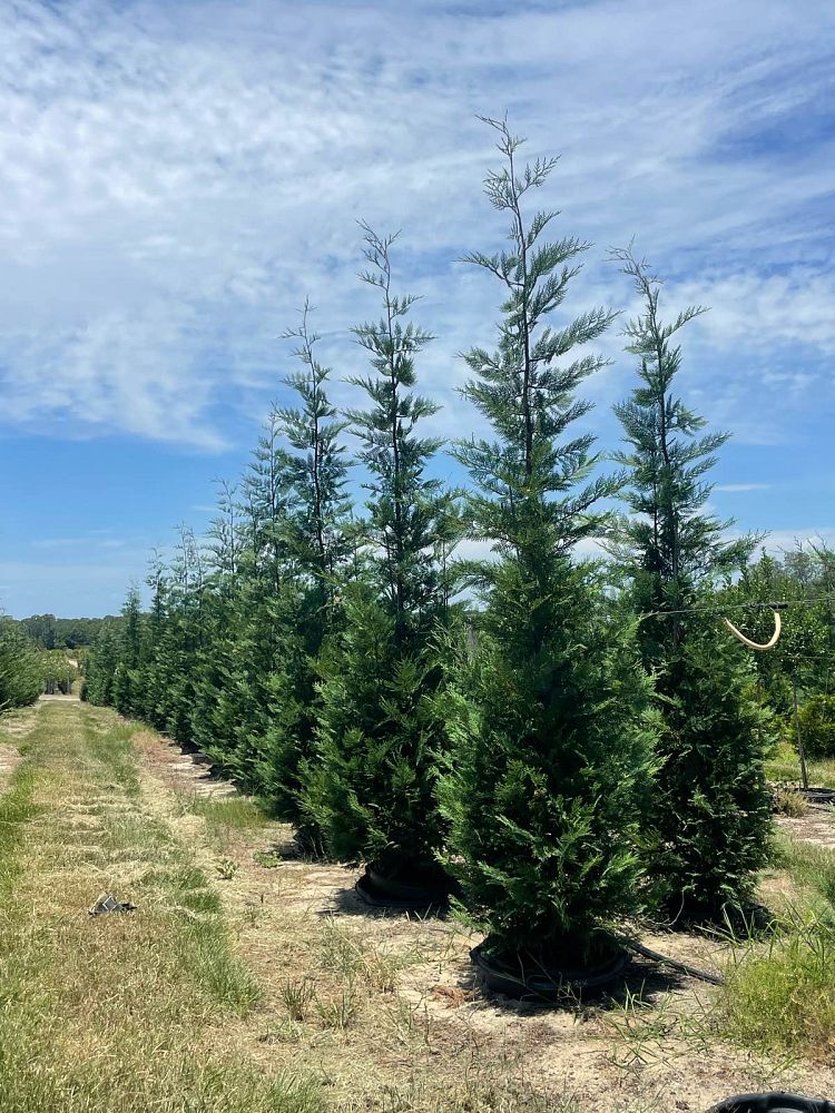 cupressocyparis-leylandii-madeline-leyland-cypress-hesperotropsis-leylandii-callitropsis-x-leylandii