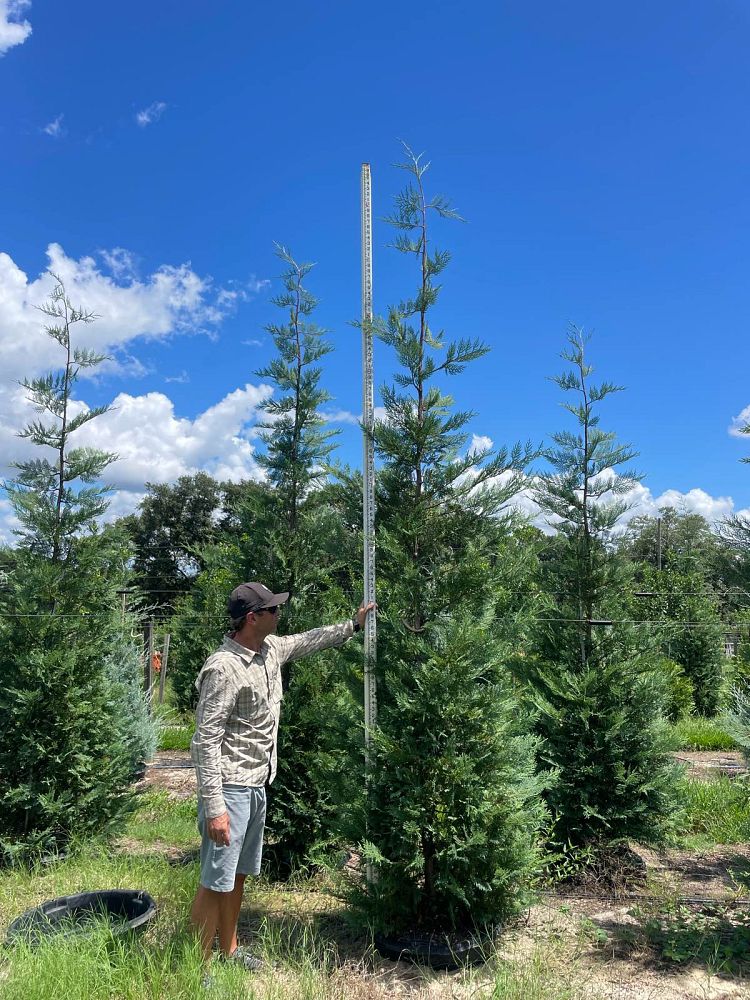 cupressocyparis-leylandii-madeline-leyland-cypress-hesperotropsis-leylandii-callitropsis-x-leylandii