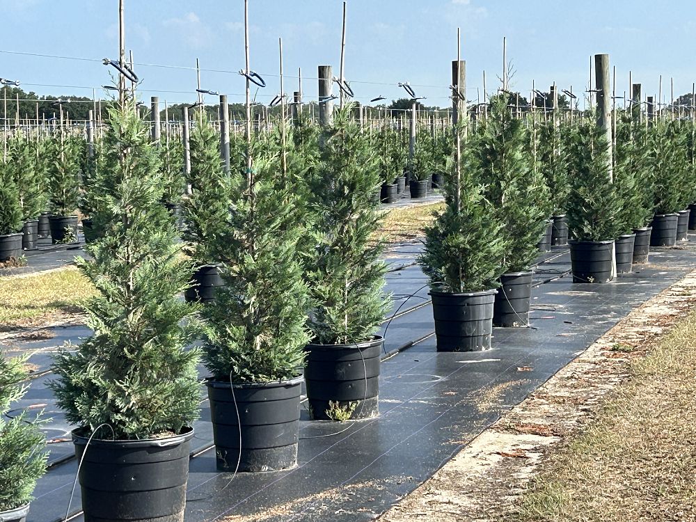 cupressocyparis-leylandii-madeline-leyland-cypress-hesperotropsis-leylandii-callitropsis-x-leylandii