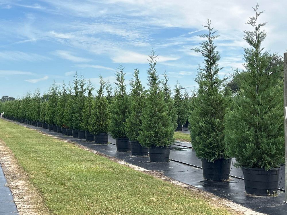 cupressocyparis-leylandii-madeline-leyland-cypress-hesperotropsis-leylandii-callitropsis-x-leylandii