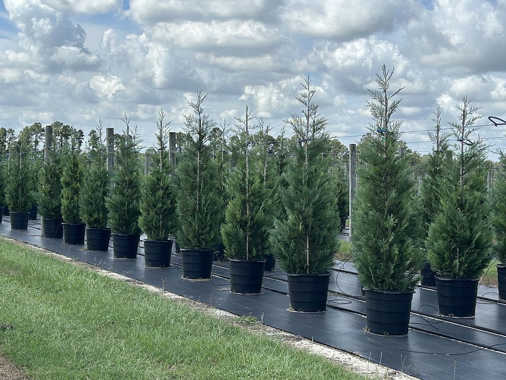 cupressocyparis-leylandii-madeline-leyland-cypress-hesperotropsis-leylandii-callitropsis-x-leylandii