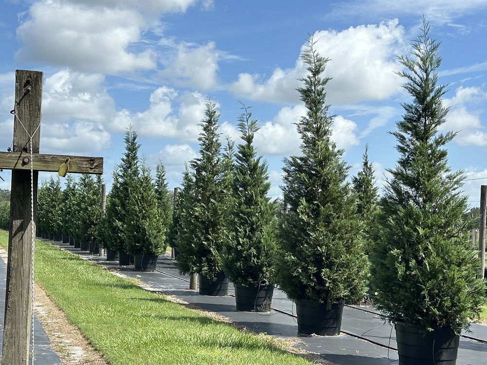 cupressocyparis-leylandii-madeline-leyland-cypress-hesperotropsis-leylandii-callitropsis-x-leylandii