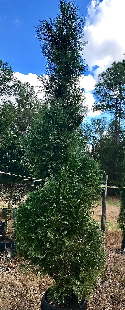 cupressocyparis-leylandii-murray-leyland-cypress-hesperotropsis-leylandii-callitropsis-x-leylandii