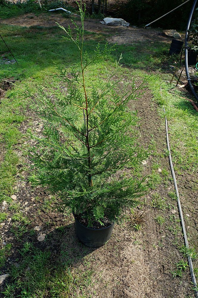 cupressocyparis-leylandii-murray-leyland-cypress-hesperotropsis-leylandii-callitropsis-x-leylandii