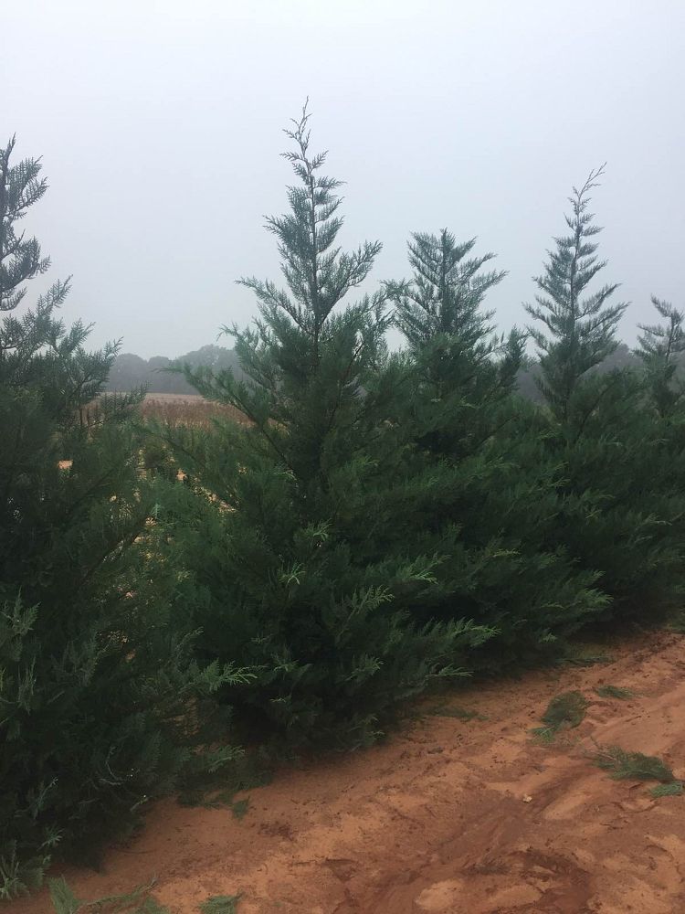 cupressocyparis-leylandii-murray-leyland-cypress-hesperotropsis-leylandii-callitropsis-x-leylandii