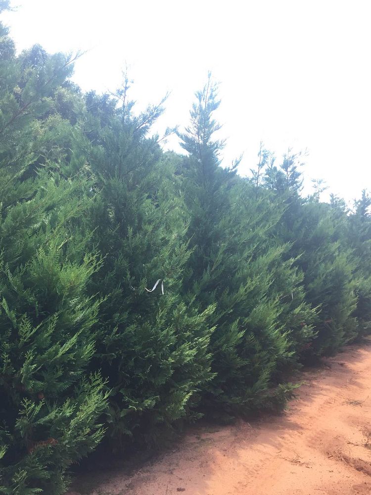 cupressocyparis-leylandii-murray-leyland-cypress-hesperotropsis-leylandii-callitropsis-x-leylandii