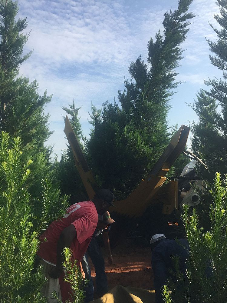 cupressocyparis-leylandii-murray-leyland-cypress-hesperotropsis-leylandii-callitropsis-x-leylandii