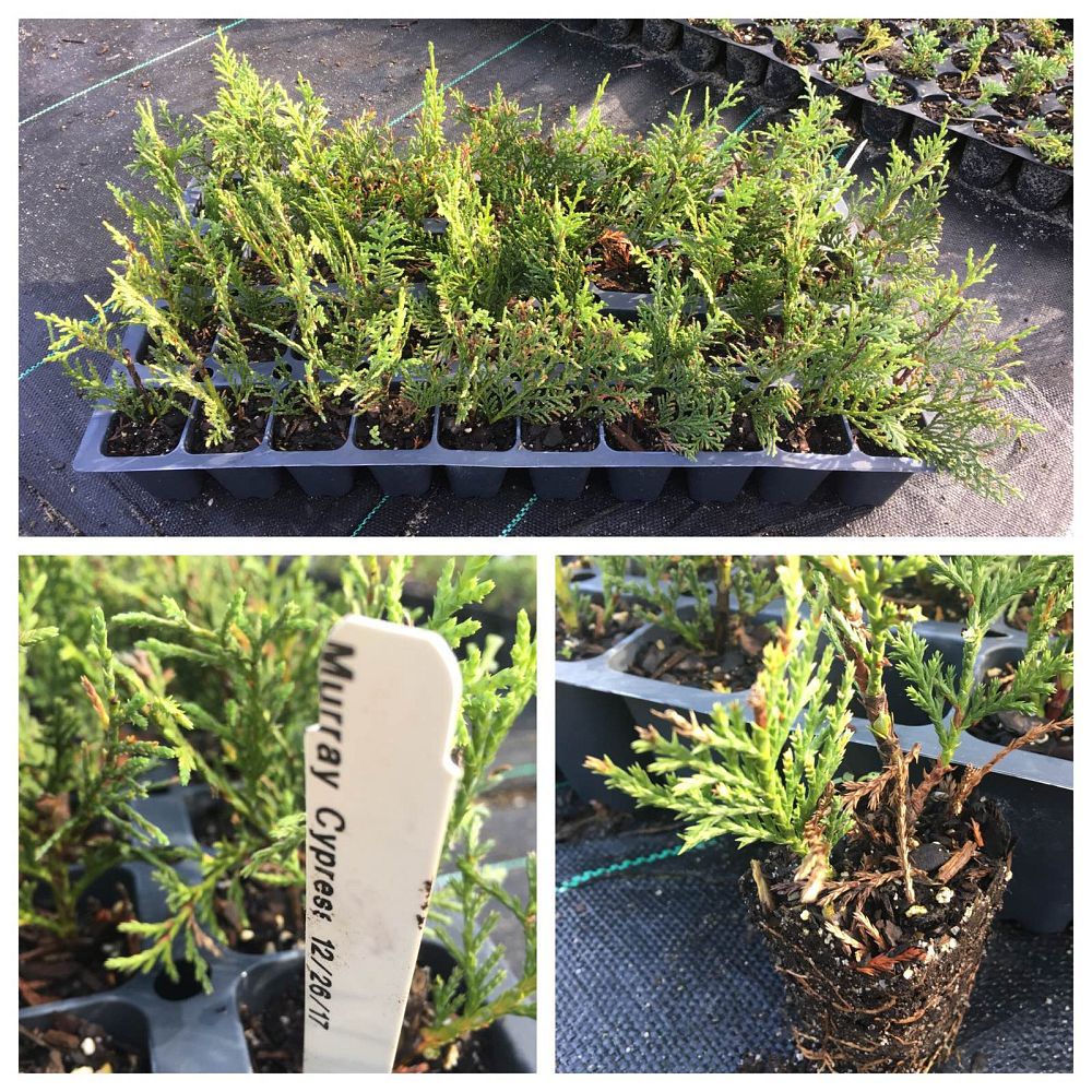 cupressocyparis-leylandii-murray-leyland-cypress-hesperotropsis-leylandii-callitropsis-x-leylandii