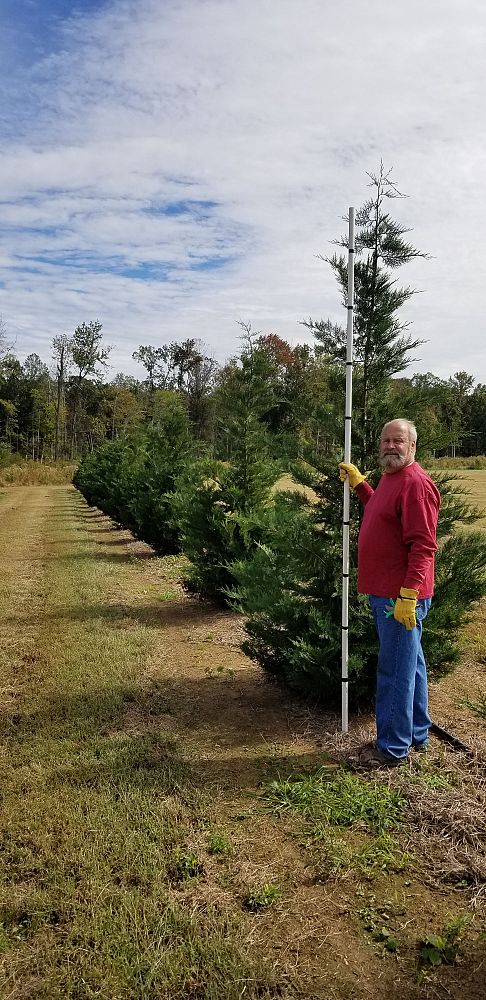 cupressocyparis-leylandii-murray-leyland-cypress-hesperotropsis-leylandii-callitropsis-x-leylandii