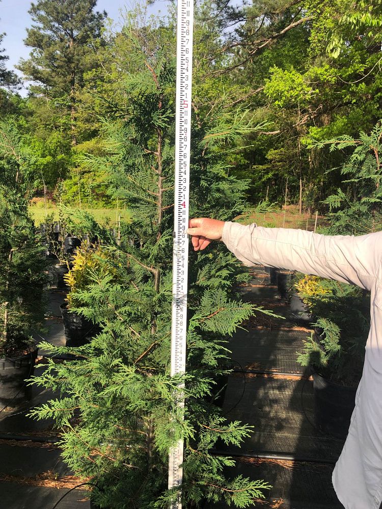 cupressocyparis-leylandii-murray-leyland-cypress-hesperotropsis-leylandii-callitropsis-x-leylandii