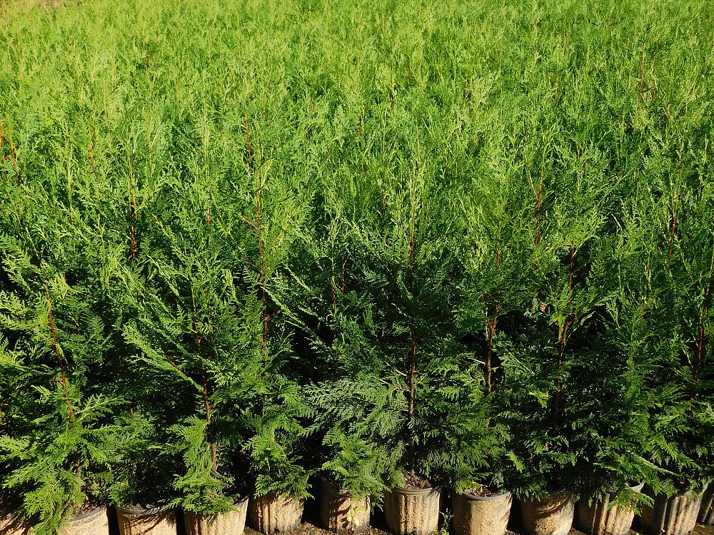 cupressocyparis-leylandii-murray-leyland-cypress-hesperotropsis-leylandii-callitropsis-x-leylandii