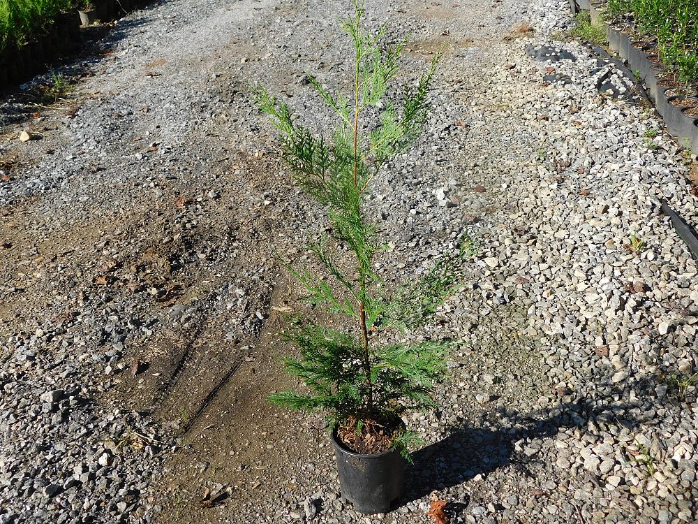 cupressocyparis-leylandii-murray-leyland-cypress-hesperotropsis-leylandii-callitropsis-x-leylandii