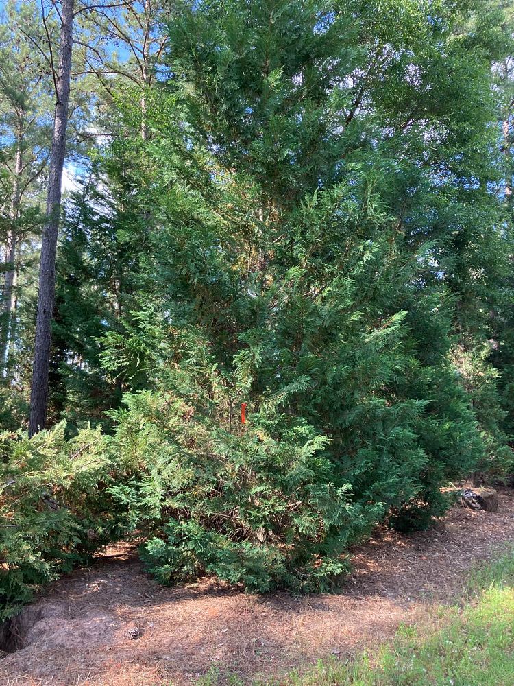 cupressocyparis-leylandii-murray-leyland-cypress-hesperotropsis-leylandii-callitropsis-x-leylandii