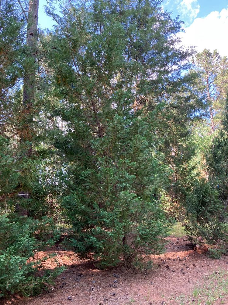 cupressocyparis-leylandii-murray-leyland-cypress-hesperotropsis-leylandii-callitropsis-x-leylandii
