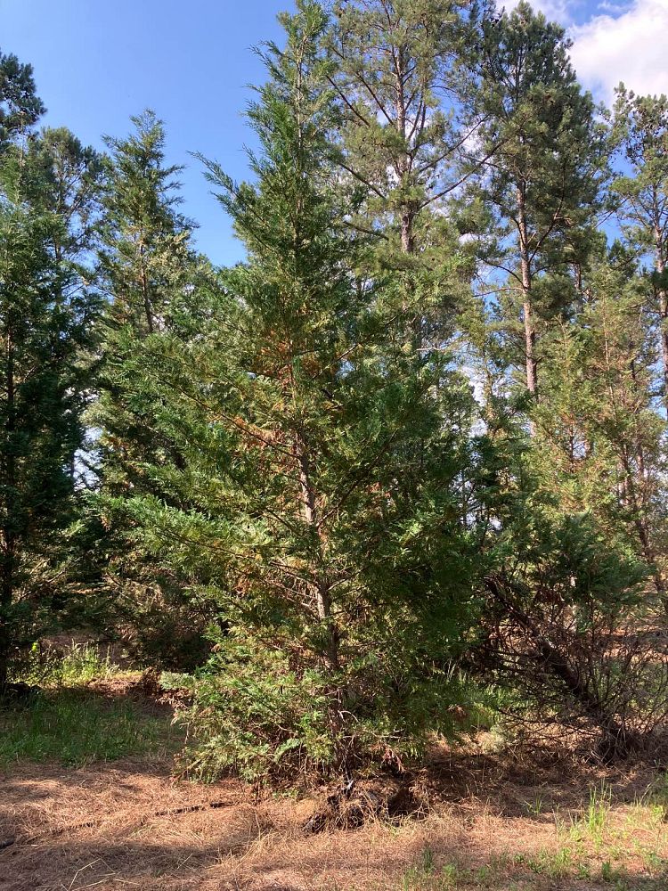 cupressocyparis-leylandii-murray-leyland-cypress-hesperotropsis-leylandii-callitropsis-x-leylandii