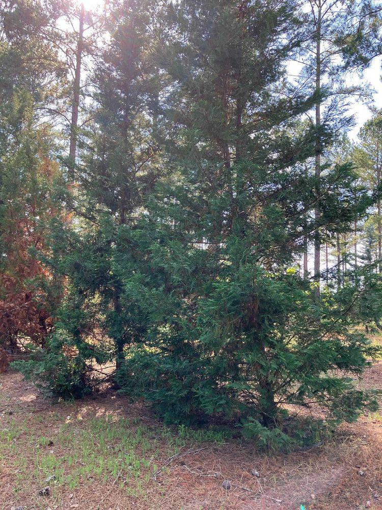cupressocyparis-leylandii-murray-leyland-cypress-hesperotropsis-leylandii-callitropsis-x-leylandii