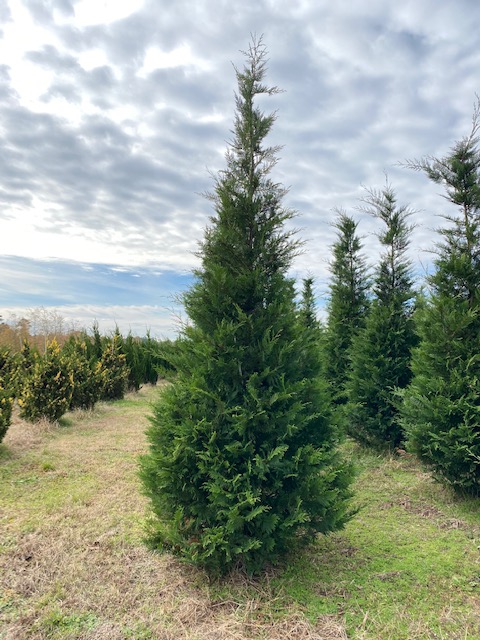 cupressocyparis-leylandii-murray-leyland-cypress-hesperotropsis-leylandii-callitropsis-x-leylandii