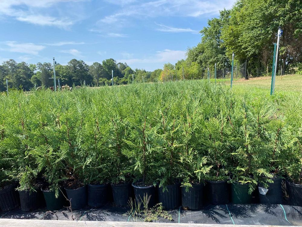 cupressocyparis-leylandii-murray-leyland-cypress-hesperotropsis-leylandii-callitropsis-x-leylandii