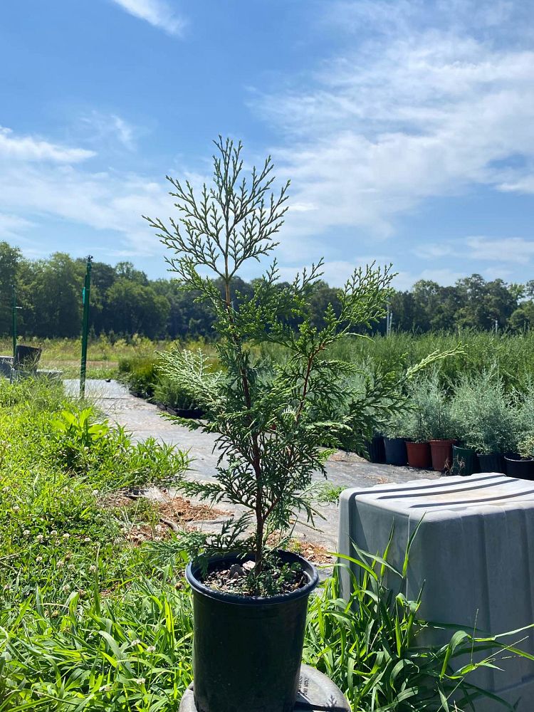 cupressocyparis-leylandii-murray-leyland-cypress-hesperotropsis-leylandii-callitropsis-x-leylandii