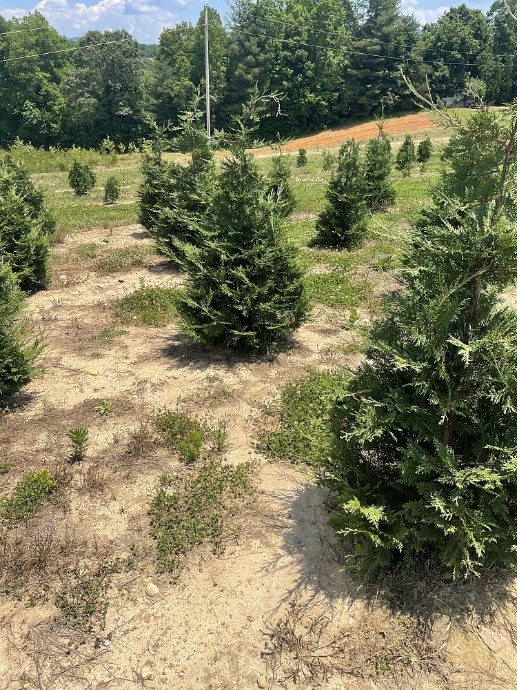 cupressocyparis-leylandii-murray-leyland-cypress-hesperotropsis-leylandii-callitropsis-x-leylandii