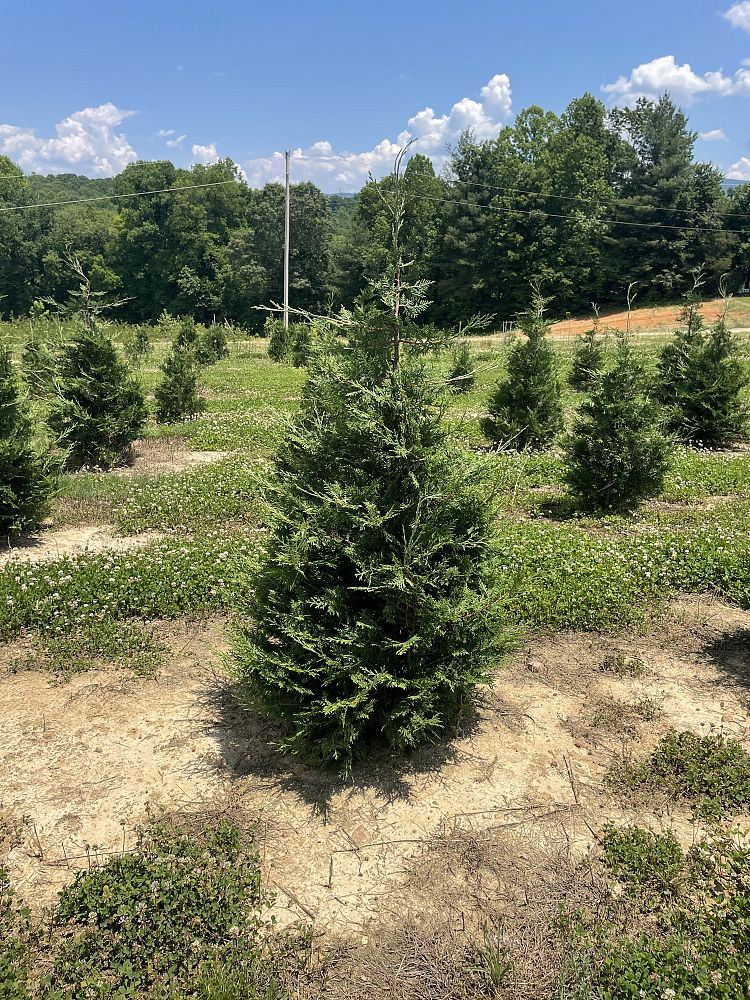 cupressocyparis-leylandii-murray-leyland-cypress-hesperotropsis-leylandii-callitropsis-x-leylandii