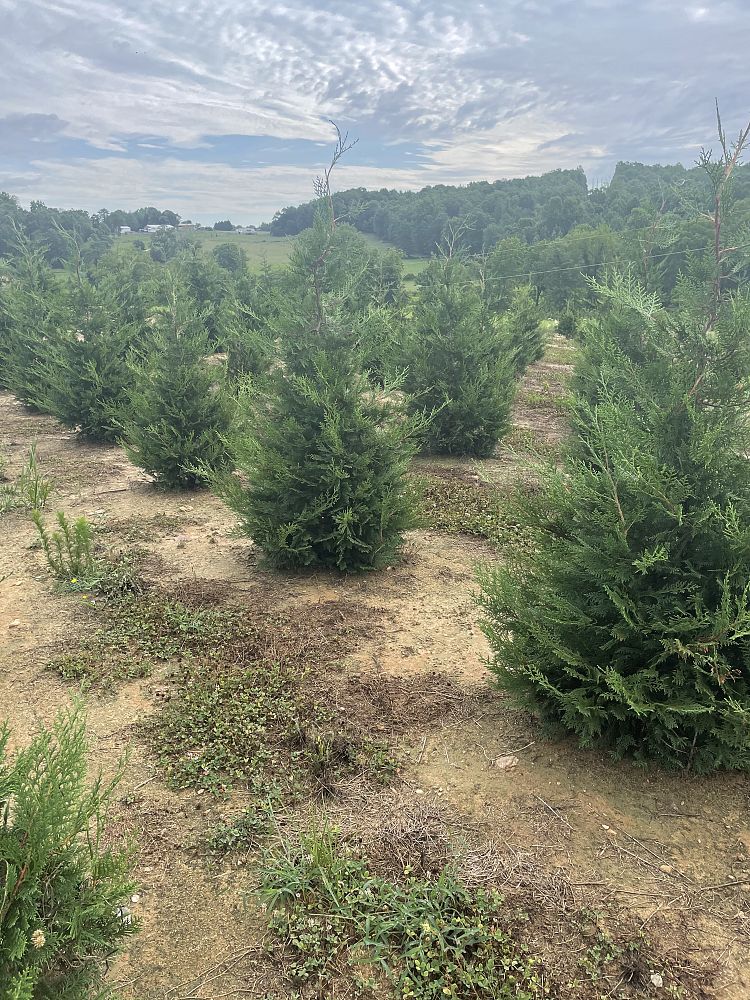 cupressocyparis-leylandii-murray-leyland-cypress-hesperotropsis-leylandii-callitropsis-x-leylandii