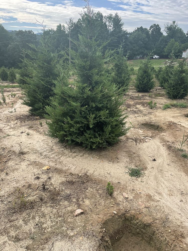 cupressocyparis-leylandii-murray-leyland-cypress-hesperotropsis-leylandii-callitropsis-x-leylandii