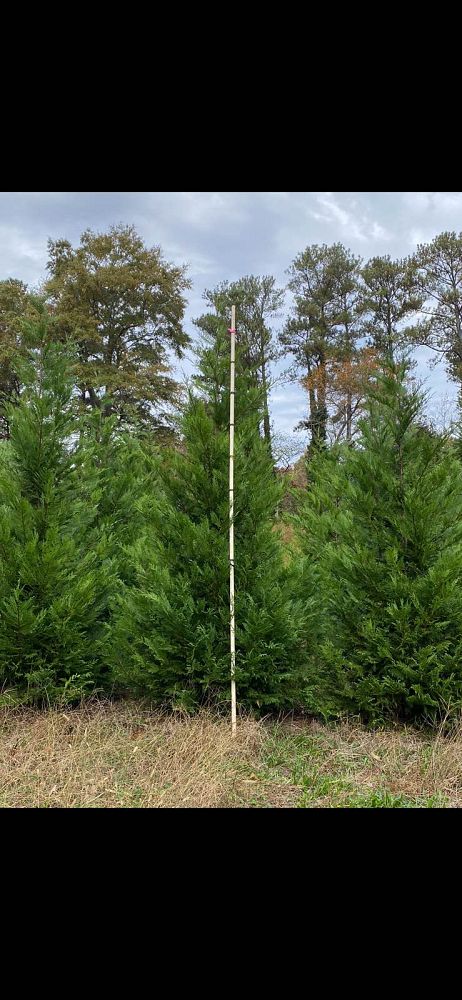 cupressocyparis-leylandii-murray-leyland-cypress-hesperotropsis-leylandii-callitropsis-x-leylandii
