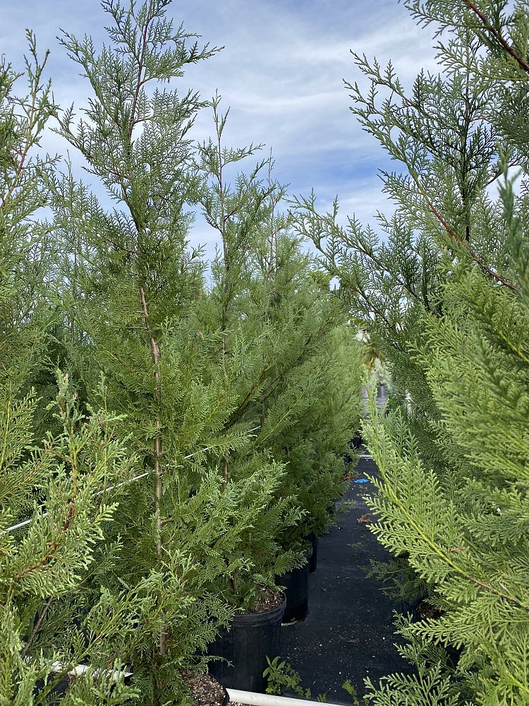 cupressocyparis-leylandii-murray-leyland-cypress-hesperotropsis-leylandii-callitropsis-x-leylandii