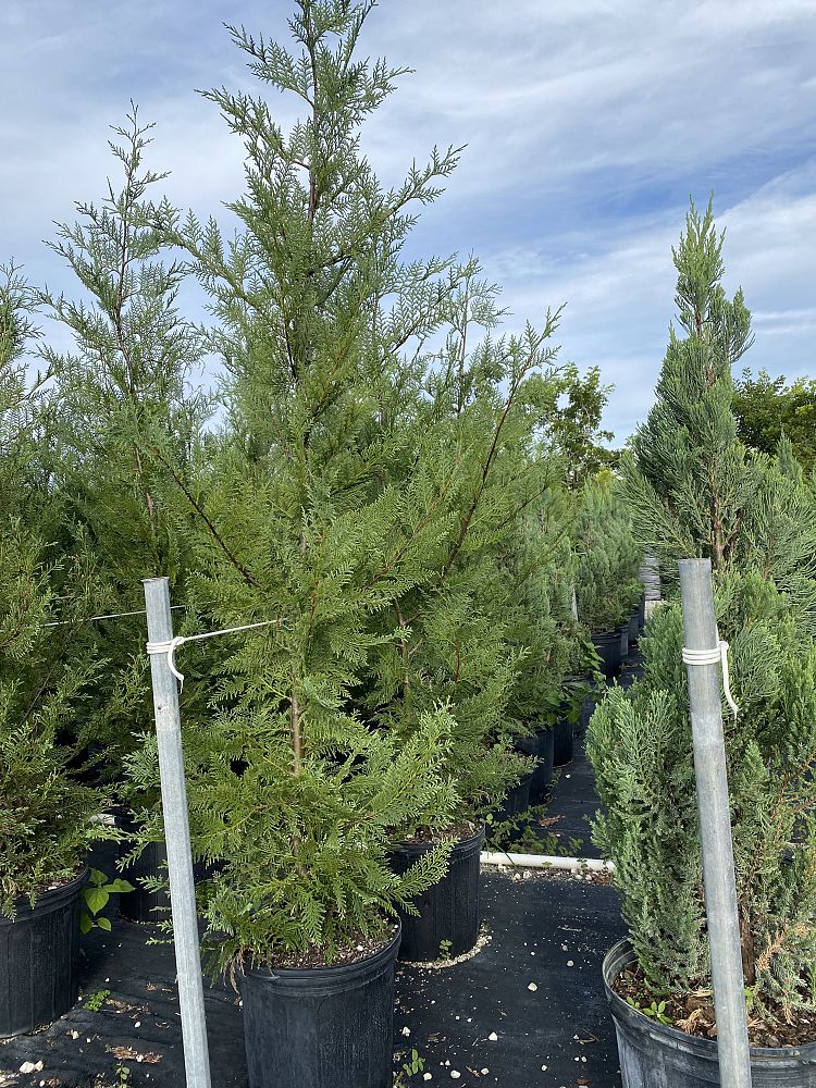 cupressocyparis-leylandii-murray-leyland-cypress-hesperotropsis-leylandii-callitropsis-x-leylandii