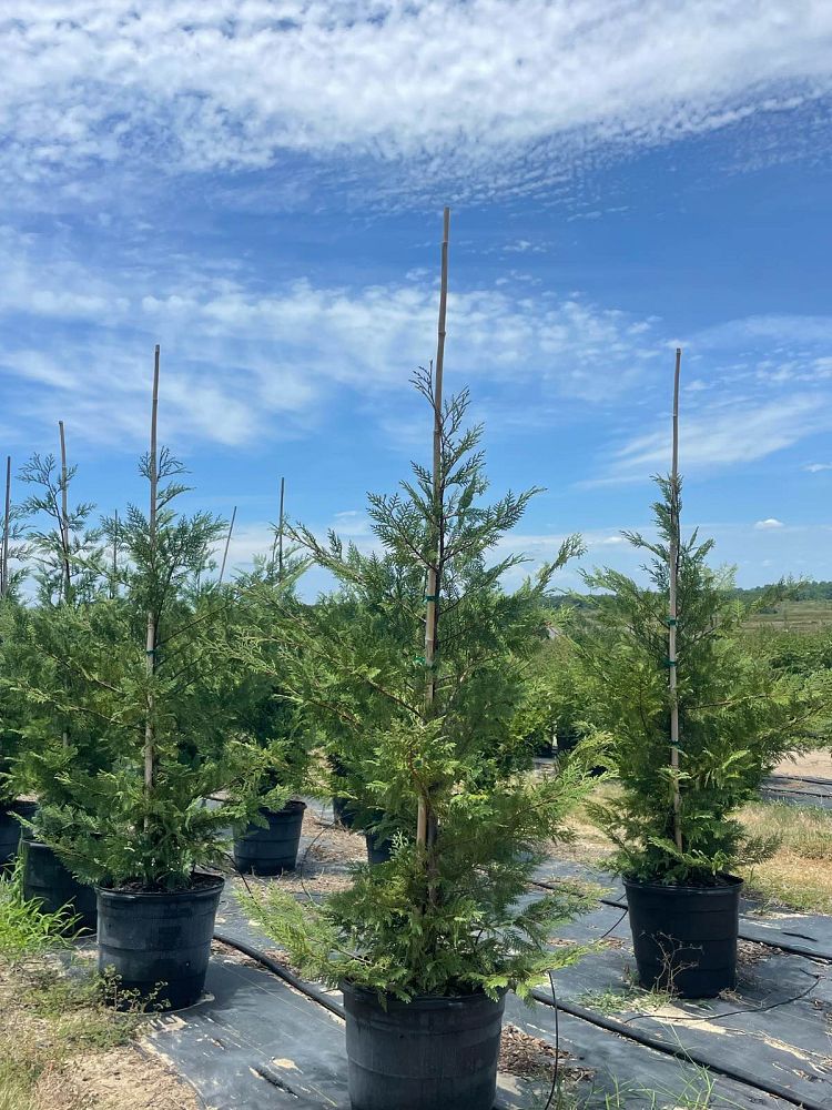 cupressocyparis-leylandii-murray-leyland-cypress-hesperotropsis-leylandii-callitropsis-x-leylandii