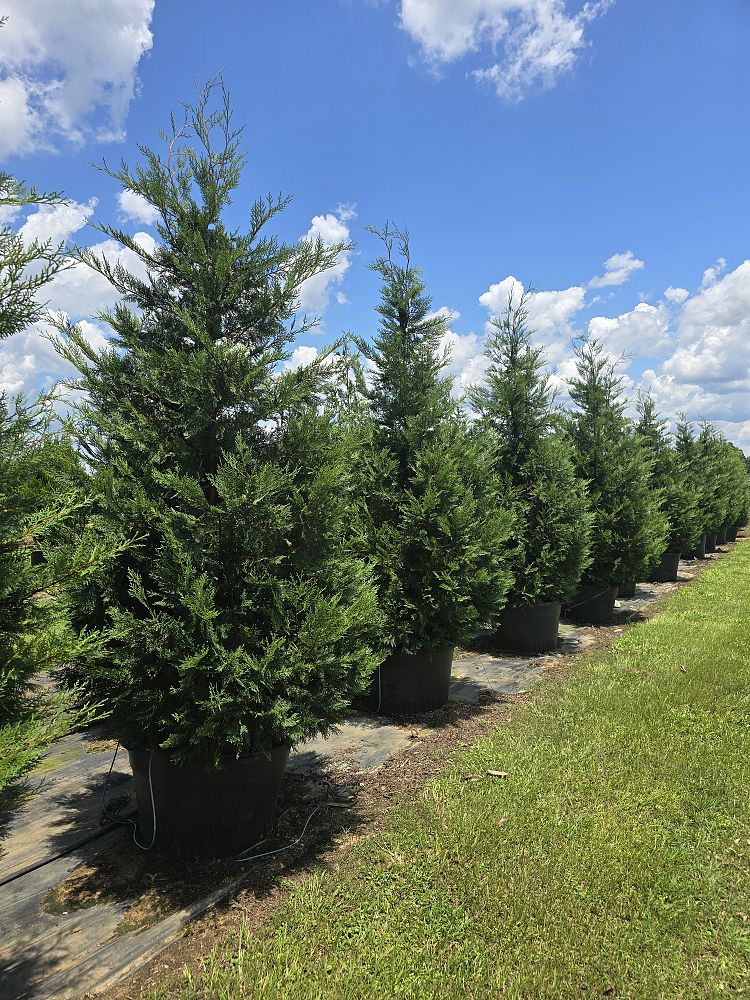 cupressocyparis-leylandii-murray-leyland-cypress-hesperotropsis-leylandii-callitropsis-x-leylandii