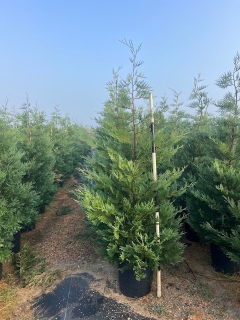 cupressocyparis-leylandii-murray-leyland-cypress-hesperotropsis-leylandii-callitropsis-x-leylandii